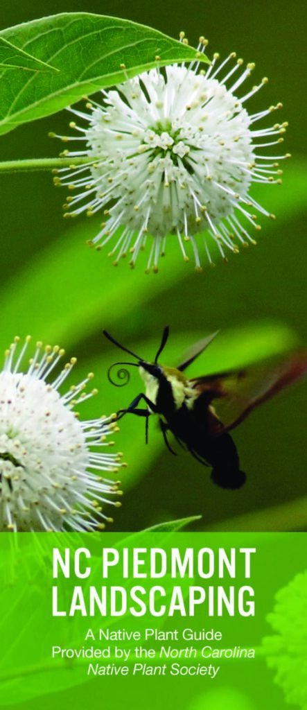NC Piedmont Landscaping with Native Plants - North Carolina Native