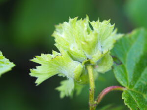 hazelnut seed in sepals, Corylus sp.