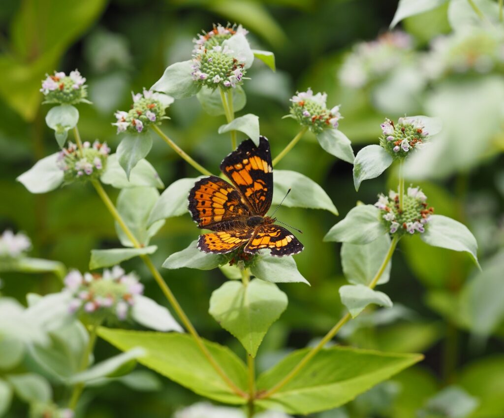 Short-toothed Mountain Mint, Pycnanthemum muticum, with Silvery Checkerspot butterfly, Chlosyne nycteis (by Nancy Lee Adamson)