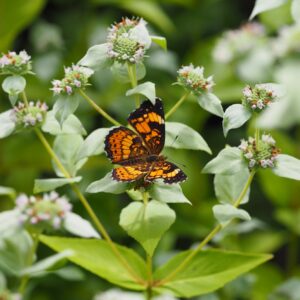 Short-toothed Mountain Mint, Pycnanthemum muticum, with Silvery Checkerspot butterfly, Chlosyne nycteis (by Nancy Lee Adamson)