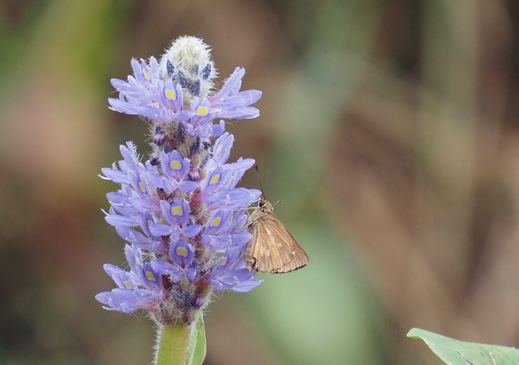skipper on pickerel weed by Nancy Lee Adamson