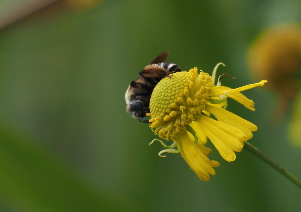 Eucerine bee on Helen's flower, Helenium sp., by Nancy Lee Adamson