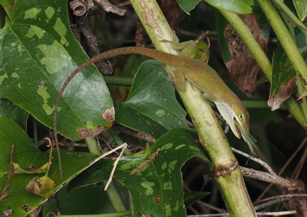 anole eating an insect by Nancy Lee Adamson
