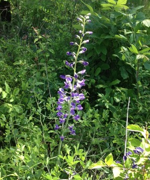 Penny's Bend Nature Preserve baptisia