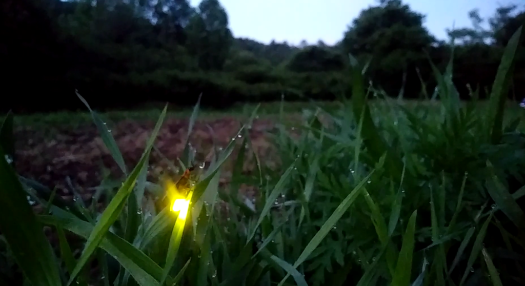 Native Plants Make a Difference for Lightning Bugs - North