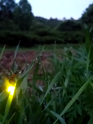 Firefly glowing in grass