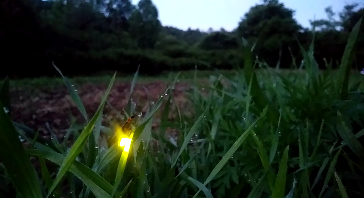 Firefly glowing in grass