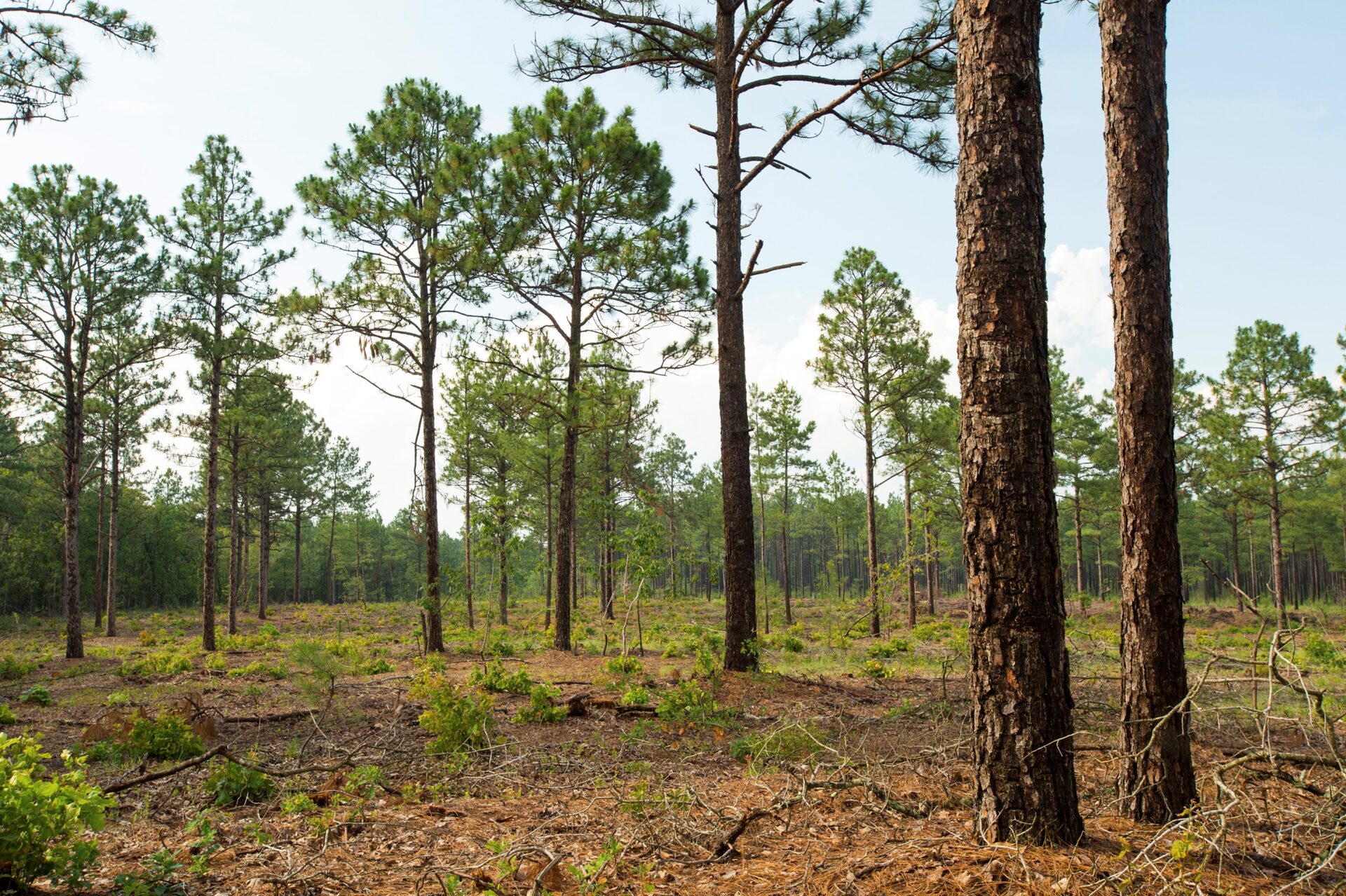 Wildlife Conservation Land Program Property Tax Deferment to Benefit