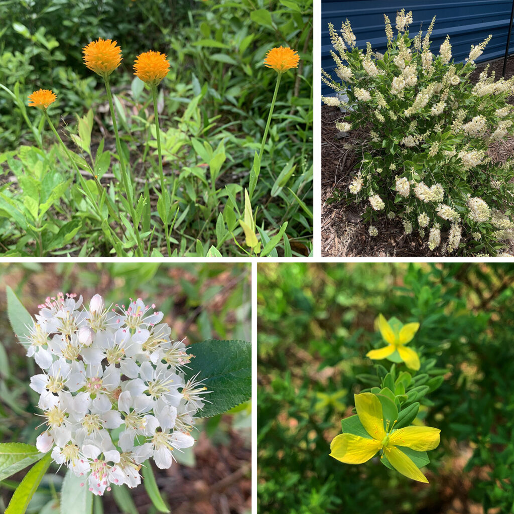 Four photos of various native wildflowers