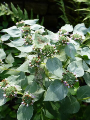 Clustered Mountain Mint