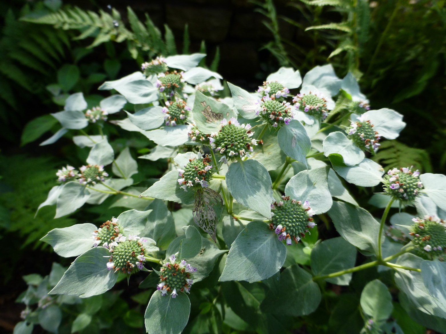 Clustered Mountain Mint
