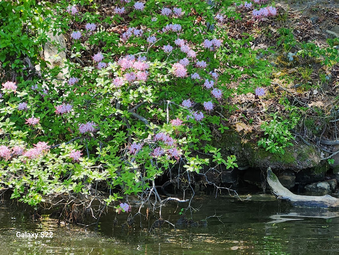 Pinxter azalea in bloom on the riverbank