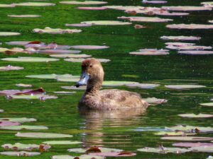 Redhead female diving Bass Lake