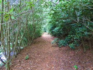 Rhododendron trail tunnel along Heart Pond