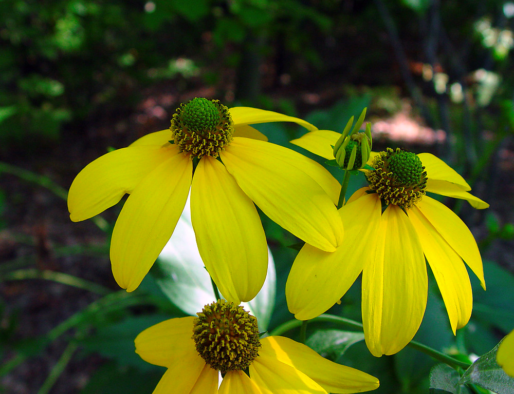 Rudbeckia lacinata