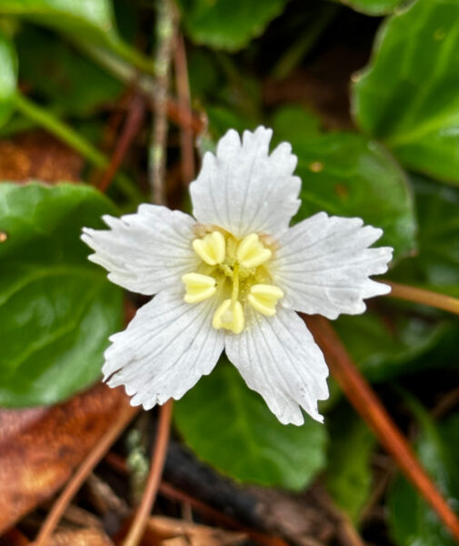 Blossom of Oconee Bell photo taken on 25 Mar 2023