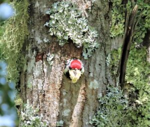 Sapsucker yellow bellied removing debris from nest hole