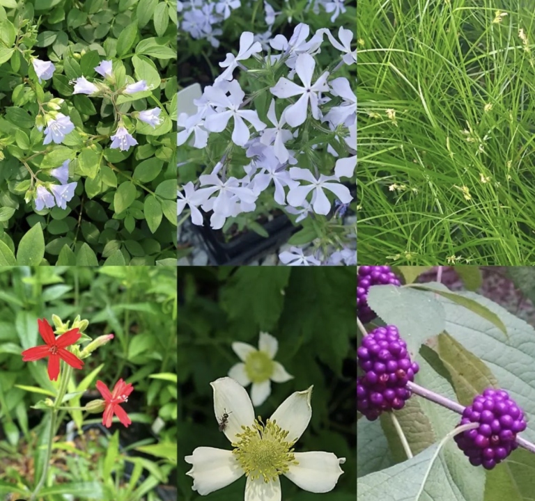 Native Plant Nurseries North Carolina Native Plant Society