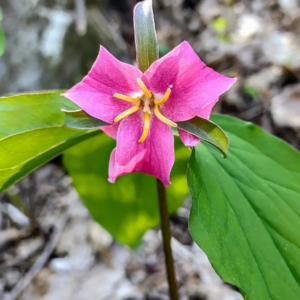 Trillium