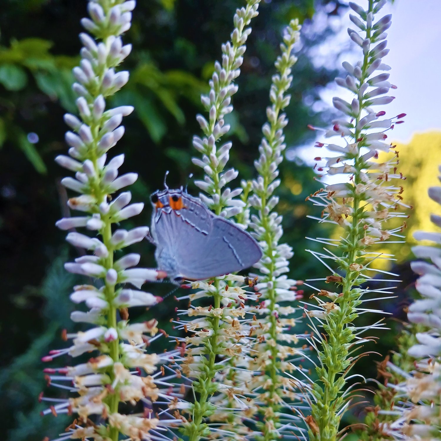 Native Plant Nurseries North Carolina Native Plant Society