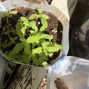 Winter sowing Swamp sunflower