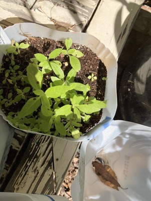 Winter sowing Swamp sunflower