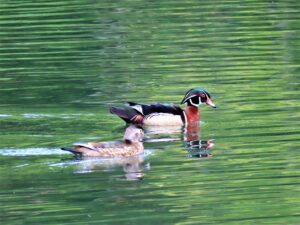 Wood duck pair in Heart Pond
