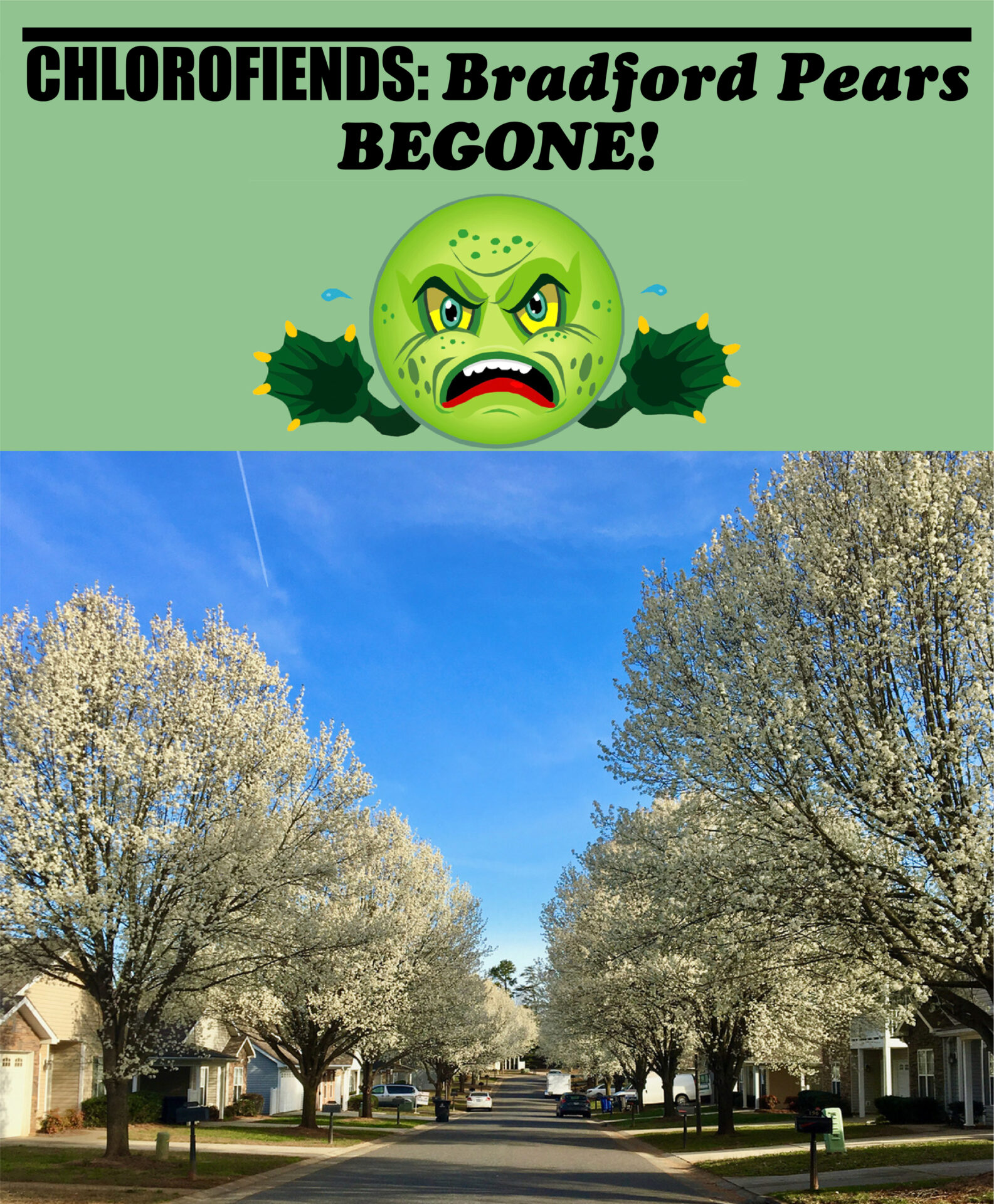 Chlorofiends: Bradford Pears Begone!