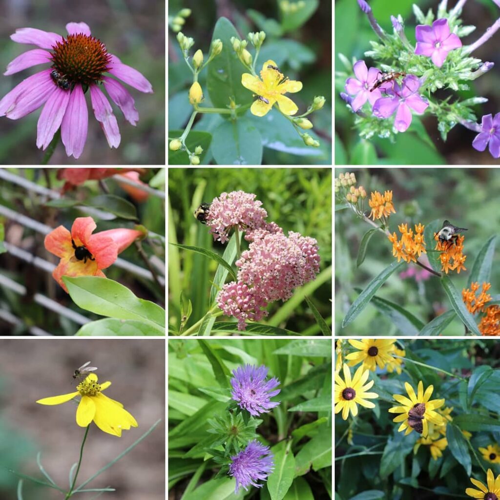 North Carolina Wildflower Week - North Carolina Botanical Garden
