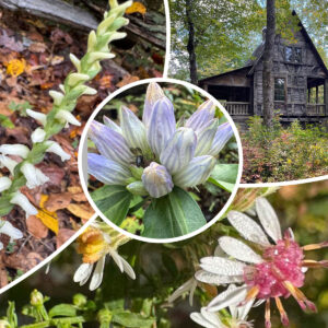Flowers at the Cradle of Forestry