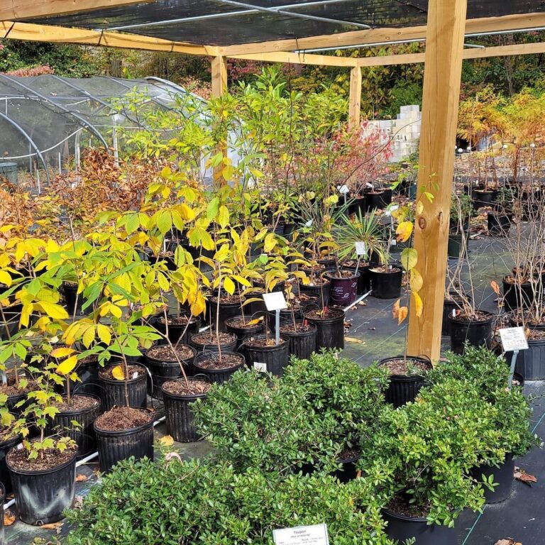 Native Plant Nurseries North Carolina Native Plant Society
