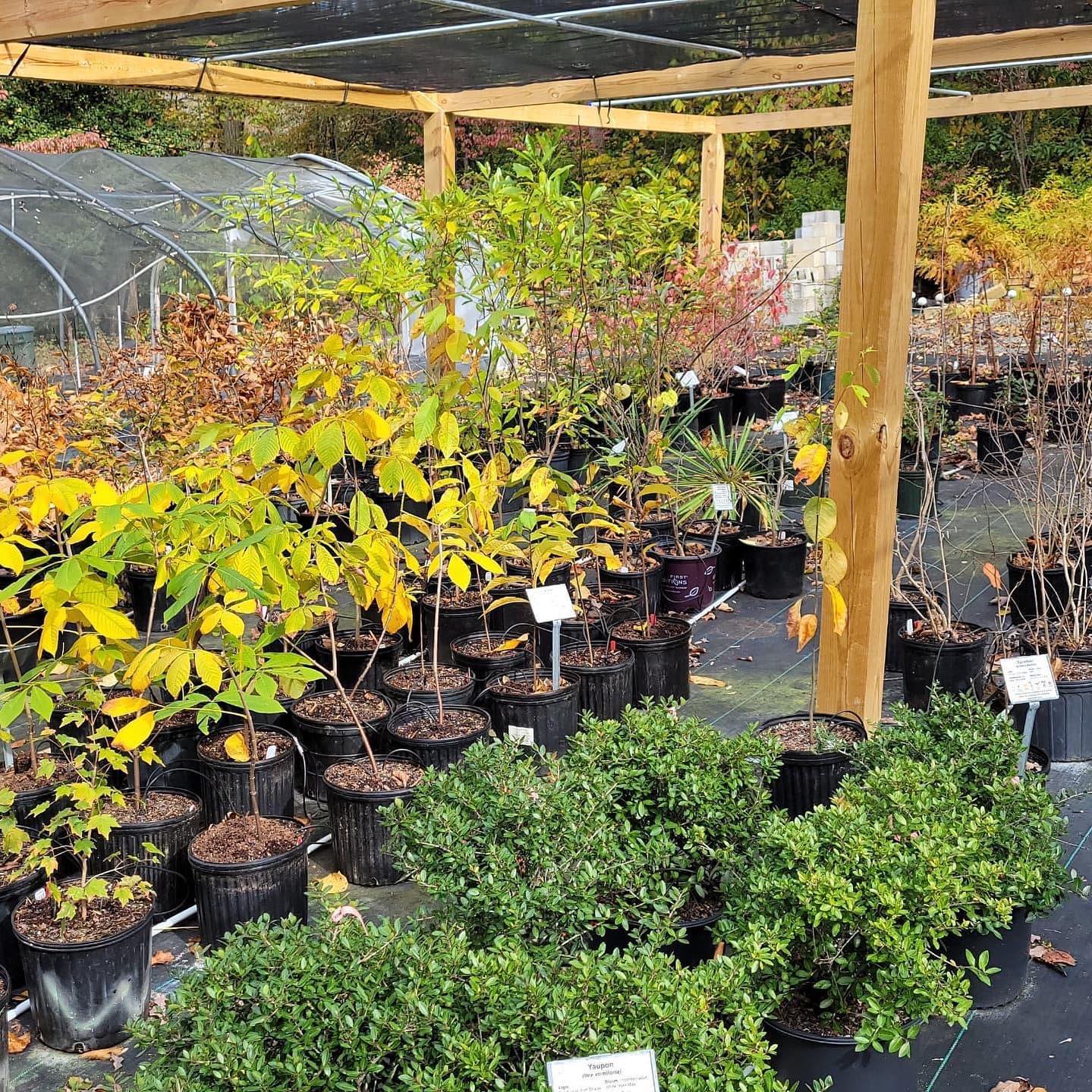 Native Plant Nurseries North Carolina Native Plant Society