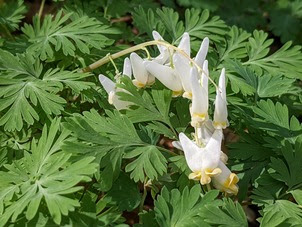 Dutchman's Breeches