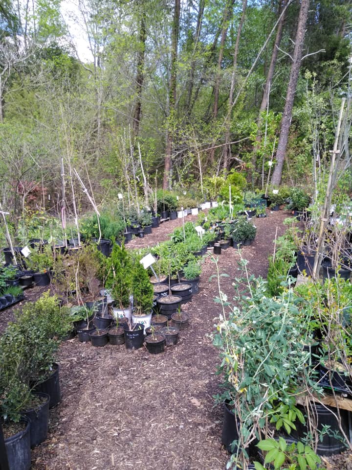 Native Plant Nurseries North Carolina Native Plant Society