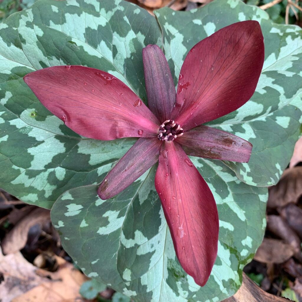 Native Plant Nurseries North Carolina Native Plant Society