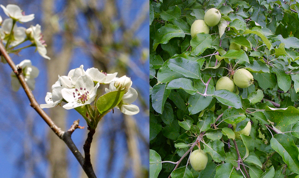 Bradford Pear flowers and fruit