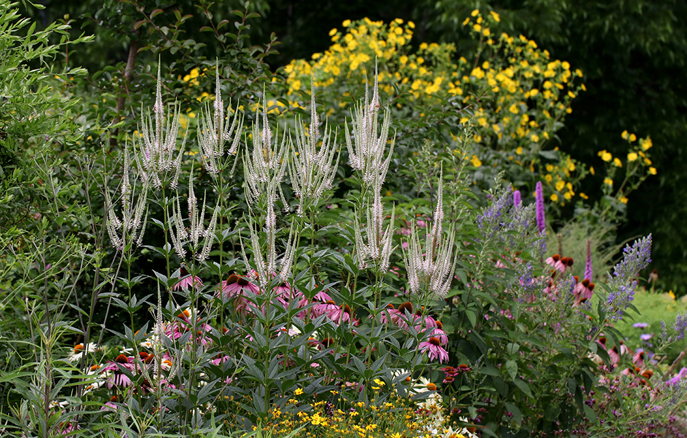 Pollinator Paradise Garden in Pittsboro, NC
