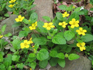 Green and gold Reid Garden