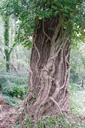 English Ivy growing up a tree trunk