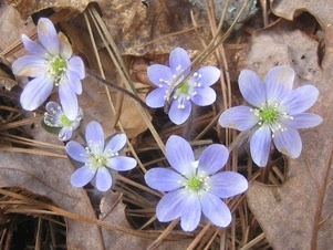 Hepatica