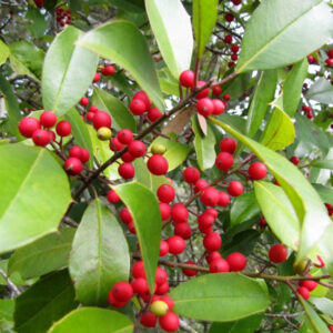 holly berries