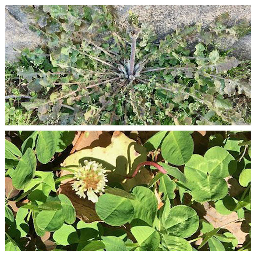 asiatic hawk beard White Clover