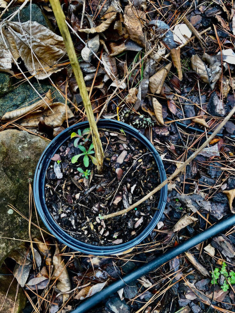 Here are large stem cuttings of Ampelaster Carolinianus that I rooted easily in water last summer and then potted up. Initially new growth was at the stem tips which are out of the photo frame but you can see new stems beginning to emerge at the base. I believe this is one of Marie Poteat’s unusual January blooming Climbing Aster.