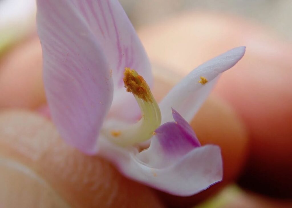 Astragalus michauxii flower showing pollen