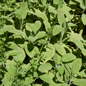 sage and oregano leaves
