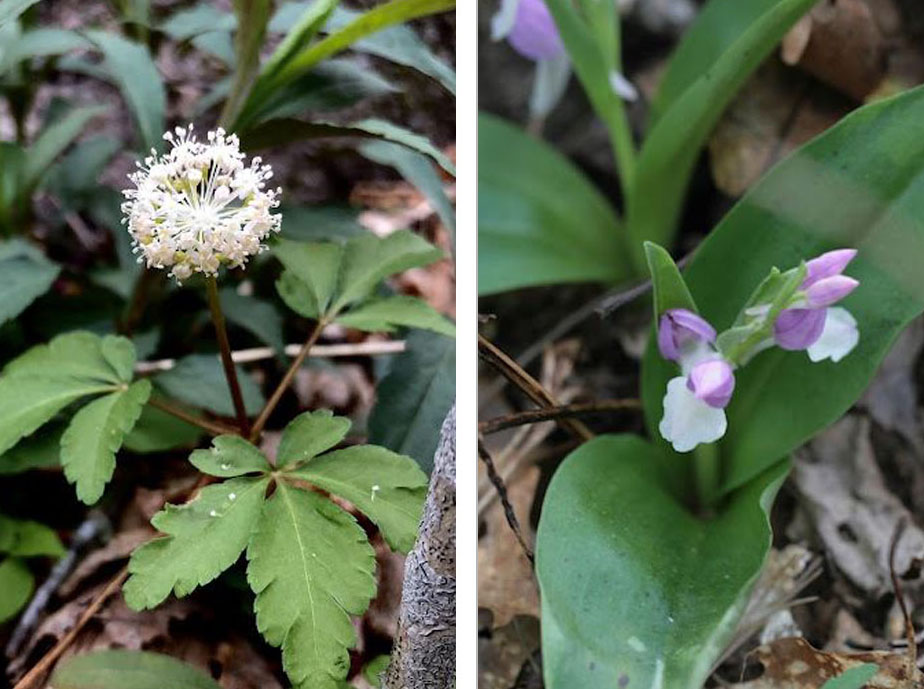 Asiatic Hawk's beard and White Clover