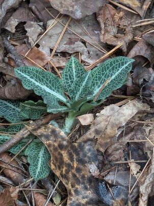 rattlesnake plantain